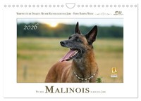 Mit Dem Malinois Durch Das Jahr (Wandkalender 2026 DIN A4 Quer), Calvendo...