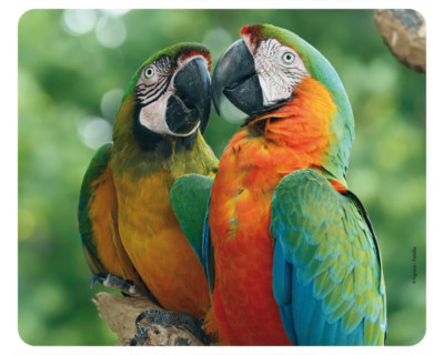 Mauspad aus der Edition Colibri: rote Aras - a pair of macaws