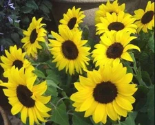 Lemon Queen Sunflowers - Seeds - Organic - Non Gmo - Heirloom Seeds