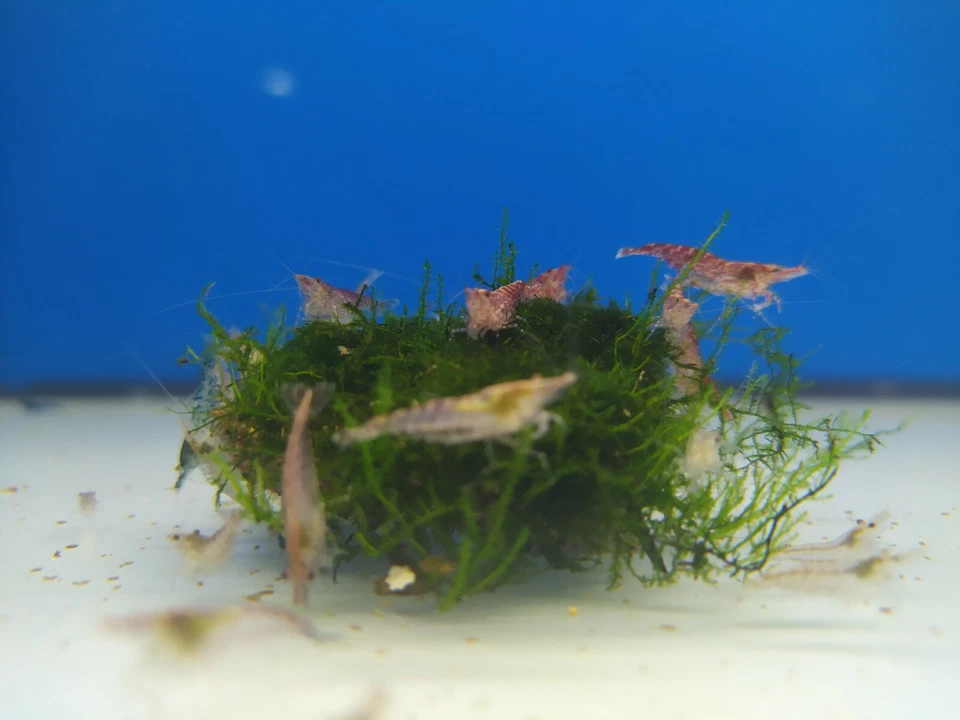 NEOCARIDINAS RED CHERRY GAMBAS ACUARIO ESTANQUE AGUA FRÍA LIMPIADORAS  X10 - Imagen 3 de 4