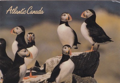 Atlantic Canada Papageientaucher Postkarte ~ gebraucht ~ Postdatum auf Karte 1990