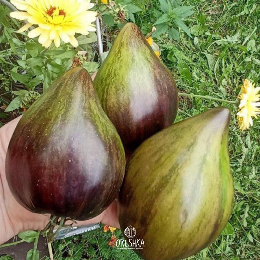 Tomato ⁠Emerald caramel Elena 10 PCS fresh seeds, Tomato seeds, Vegetable seeds