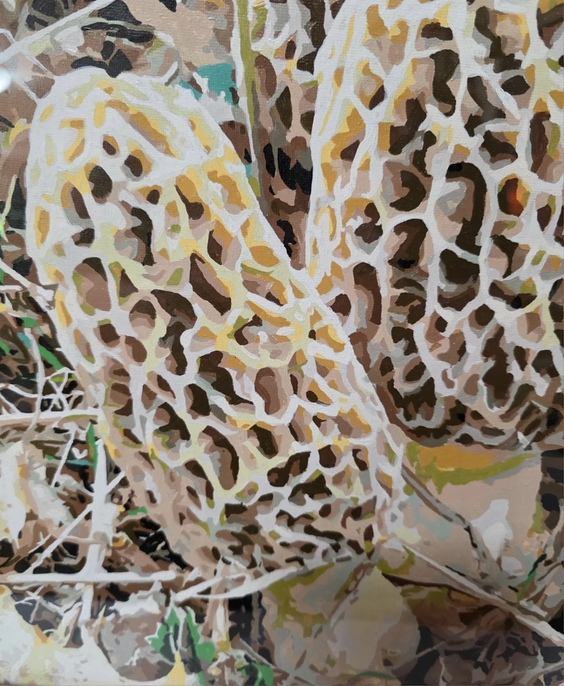 🍄 Setas Morel Pintura Por Números Acabado Pintura Firmado Marco Madera 18x18 🍄 Foto 2 de 4