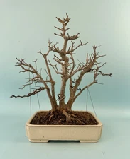 USA Trident Maple Bonsai Potted In Yi Xing Pot Multi Trunk