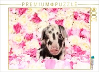 Calvendo Puzzle Turopolje Ferkel | 1000 Teile Lege-GrößE 64X48Cm Foto-Puzzle FüR