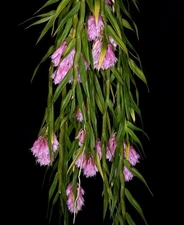Dendrobium caliculi-mentum, spectacular pendent temp tolerant Papuasian orchid