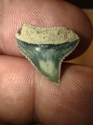 Real Dusky Shark Tooth Fossil Sharks Teeth Great Fossils Miocene Bull Meg NC AU