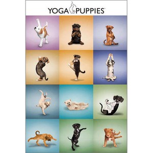 Yoga Puppies Poster 61x91cm New Art Creative Photographic Dogs Cute Ebay