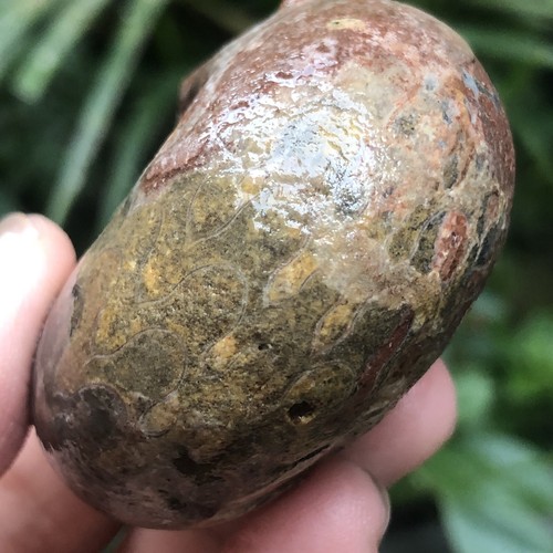 77G INCREÍBLE PERMIAN ENTERO 3 COLORES SUTURA AMONITA FÓSIL CALCITA MOLUSCO - Imagen 7 de 15