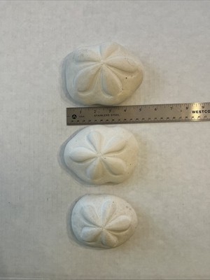 3 Sea Biscuit Sand Dollar Natural Large-Medium Sea Cookie 4-5''