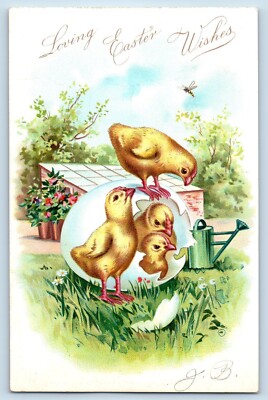 Easter Postcard Baby Chicks Hatched Egg Daisy Flowers Embossed Tuck c1905 Posted
