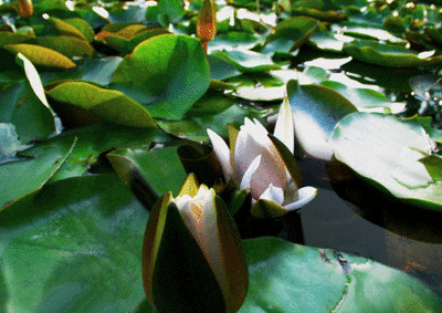 Lentikular -Wackelkarte: Aufblühende Seerose - Blooming Waterlily