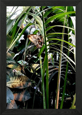 Can you see me Gerahmtes Wandbild Poster Leinwanddruck Bild