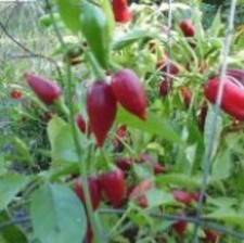 25 seeds Inca Red hot pepper easy grow planting garden spicy hot food