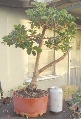 Green Island Ficus microcarpa Pre Bonsai Dwarf Kifu Fat Trunk