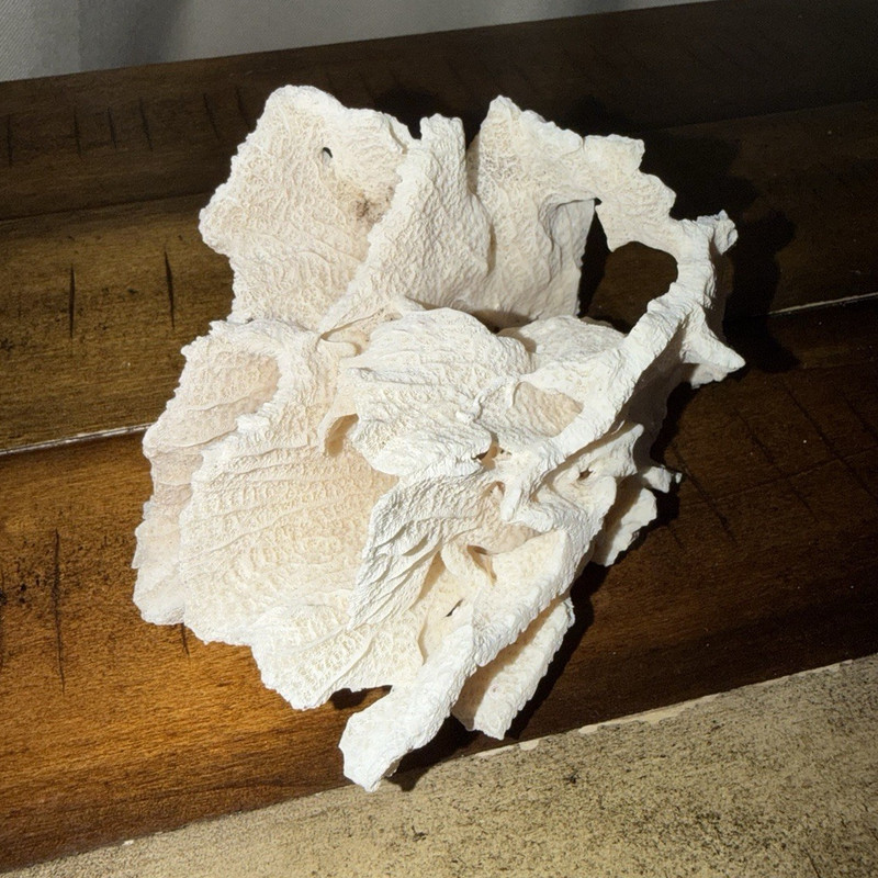 White Coral Skeleton Specimen Decor Display Piece Approx 5-6 in Long