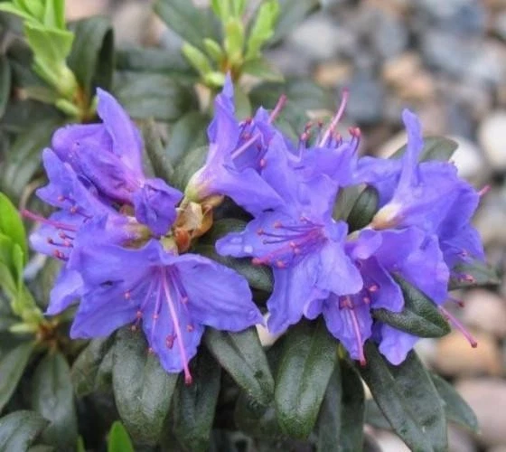 rhododendron products for sale | eBay