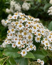 OLERIA DAISY BUSH PLANT EVERGREEN HARDY SHRUB WHITE FLOWERS 9CM