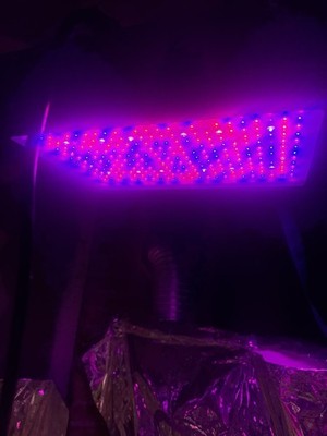 G8LED 900 Grow Light 540watt Full Spectrum-Dormgrow 