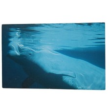 Postcard Beluga White Whale Natural Resources Defense Council Marine Animal
