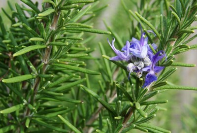 Rosmarin - Rosmarinus officinalis - Rosemary 10+ Samen Gewürzpflanze F 252