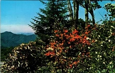Flame Azalea Mile High Overlook Smoky Mountains Park TN VTG Chrome Postcard 