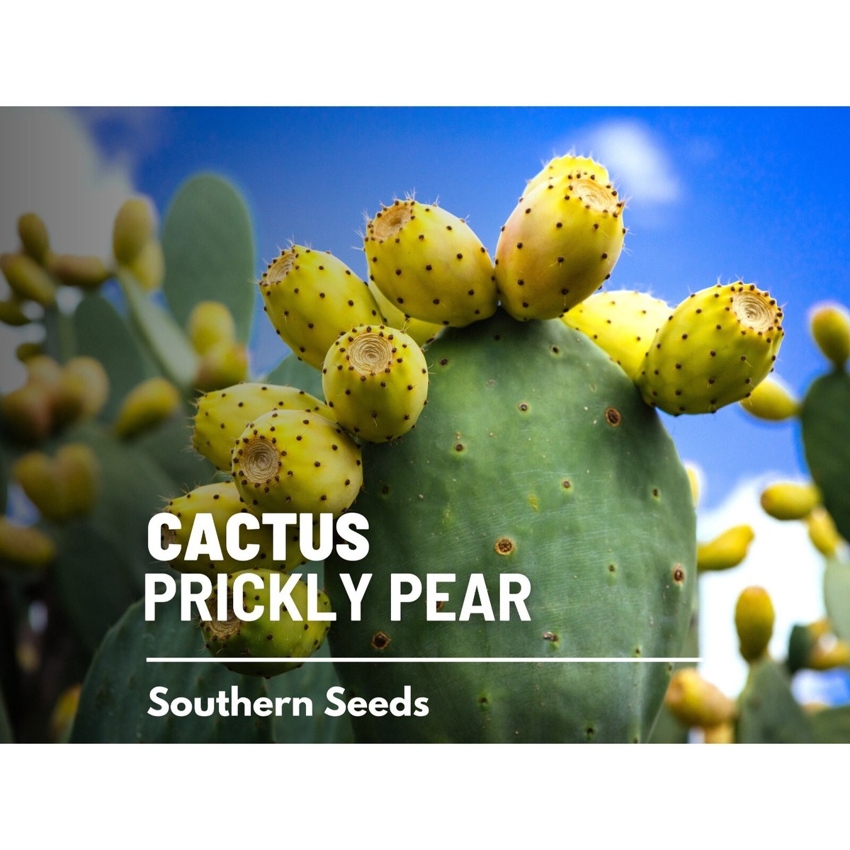 Prickly Pear Cactus Seeds, Heirloom Edible and Medicinal Plant, USA Grown |  eBay