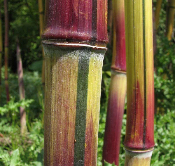 Planta de bambú Harbin Inversa Phyllostachys - colorida/muy resistente al frío hasta -26 Foto 2 de 4