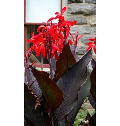 Black Knight Canna Lily Bulb Blue Buddha Farm Easy to Grow Plant eBay