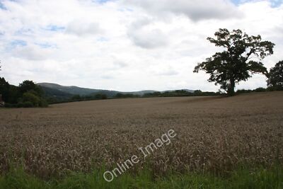 Photo 12x8 Field of wheat Churchfield/SO7346 Very ripe and crackling in l c2010