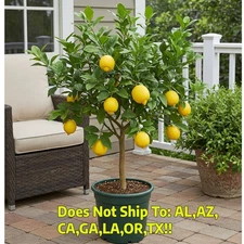 Improved Meyer Lemon Bushy in 1 Gal Indoor/Patio Citrus Fruit Bushy 10-18" H