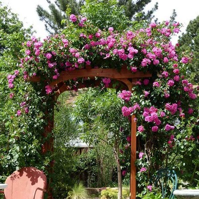 Roses Collection On Ebay Fresh 70pcs Purple Climbing Rose Seeds Uk Er