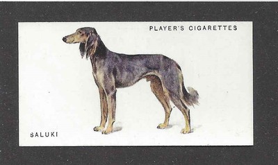 1931 UK Arthur Wardle Dog Art Full Body Study Player Cigarette Card Grzl SALUKI