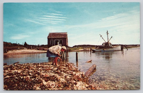 Chrome Postcard Gathering Shells Old Oyster House Wellfleet Cape Cod MA