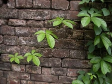 Dioscorea pentaphylla Rare Permaculture Crop - YAM Seeds!