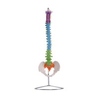 Anatomische Flexible WirbelsäUle Mit Becken, Ca. 85Cm