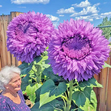 50pcs Rare Purple Enchanting Giant Teddy Bear Sunflower Seeds