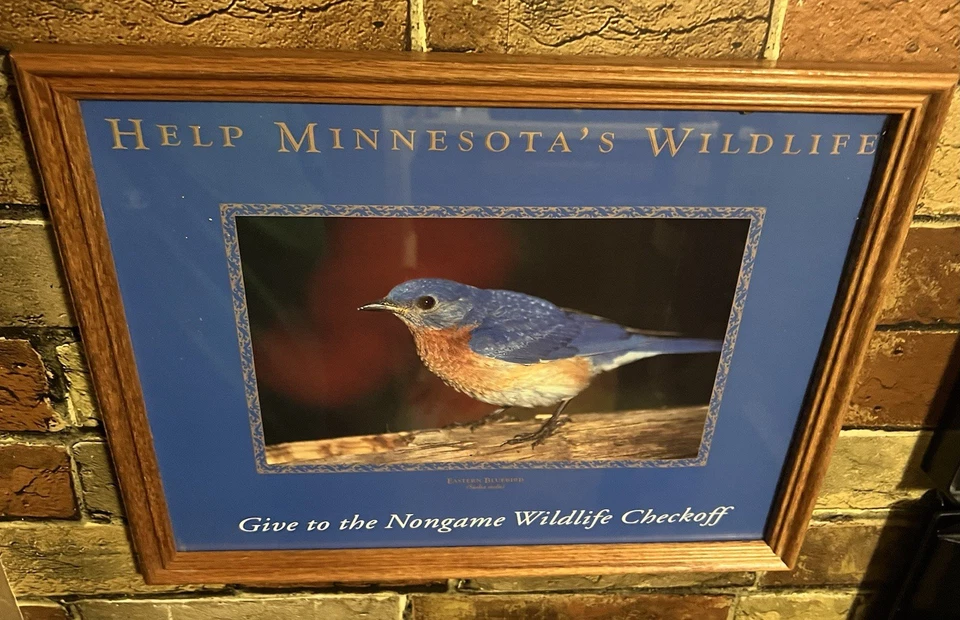 Foto enmarcada Eastern Bluebird (Sialia sialis) para ayudar a la vida silvestre de Minnesota” Foto 3 de 4