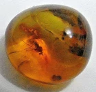 Genuine Baltic Amber with Insect Inclusion 1.5 cm Fraction