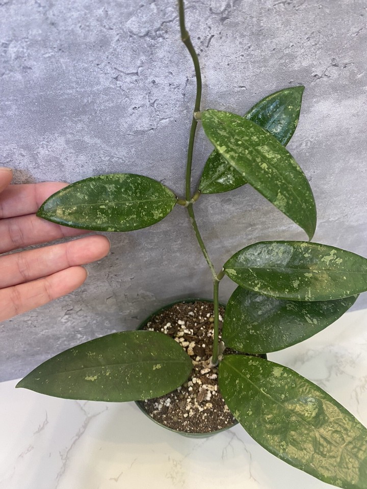 Hoya EPC832 *RARE* 4”Rooted Plant (J32) eBay