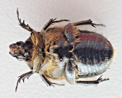 i84074. Insects, Cetoniidae sp. Vietnam, Ha Giang. A2 | eBay