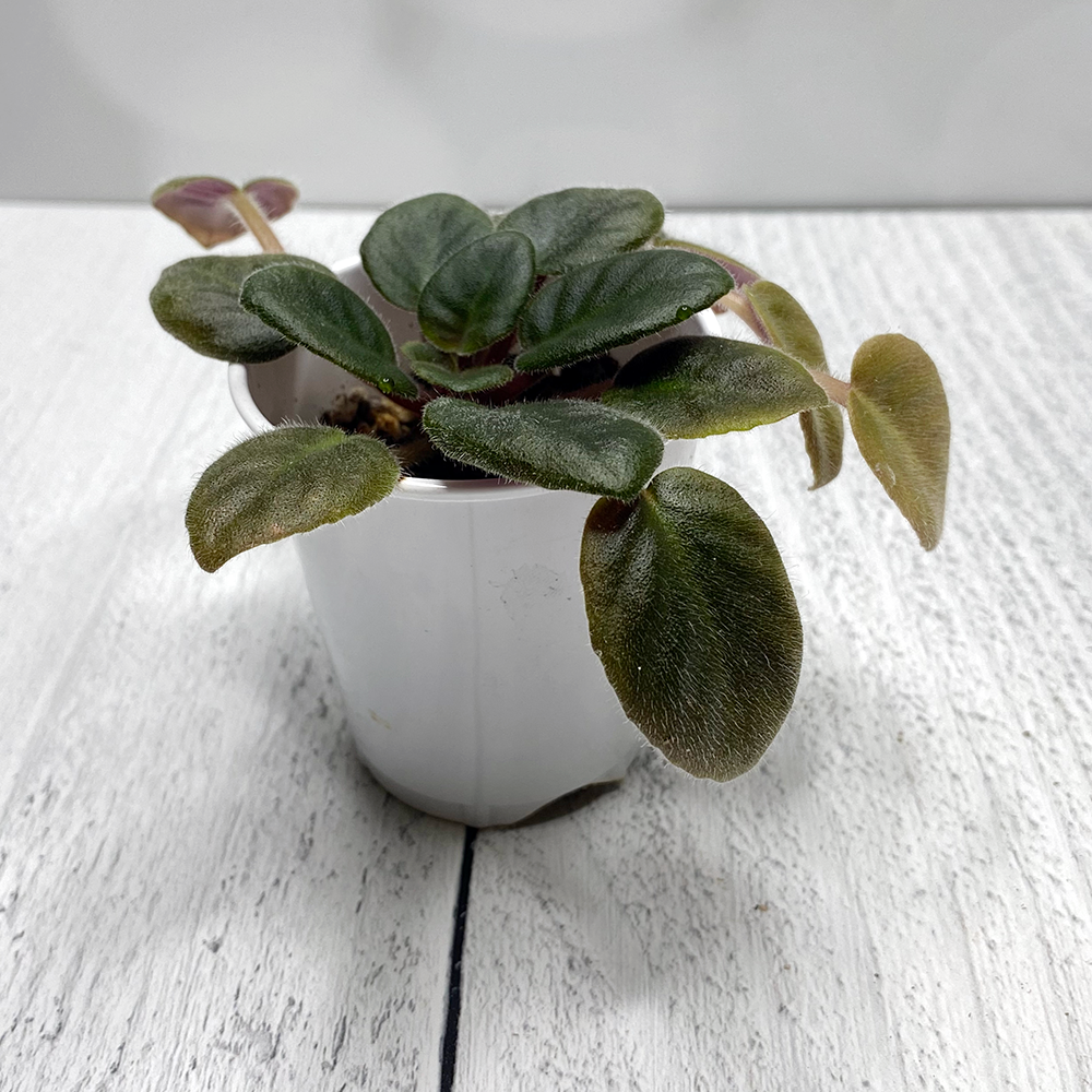 African Violet Plant Mac's Happy Hour semiminiature eBay
