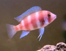 Red Frontosa 1.5" African Cichlid Live Fish Lake Tanganyika