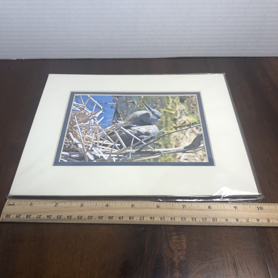 Great Blue Heron Color Photograph With 8 x 10 Mat Debbie Lloyd