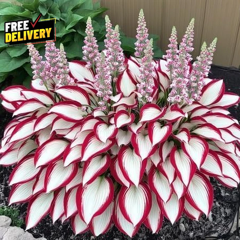 100+ Semillas de Hosta para Plantar al Aire Libre Raras Semillas de Flores Perennes Tono L... Foto 2 de 4