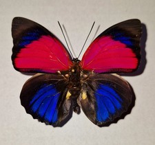 Agrias claudina croesus - AgriasButterflies.com