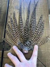 Wild Authentic Midwest Ringneck Pheasant Tail Connected And Spread Out For Decor