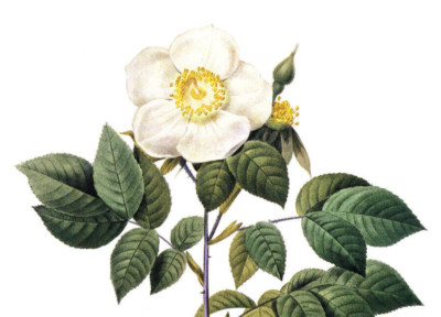1990 Vintage Print Rose Flower Rosa Sempervirens Leschenaultiana Floral Roses