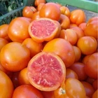 ZLATAVA Tomato Seёds–75 seёds Orange Fruit Red Flesh Sweet Variety SW1172+TRACK