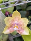 Original Phal Phalaenopsis Mainshow Colourful x (hieroglyphica x Ld Bear Queen)